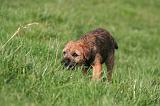 BORDER TERRIER 136
